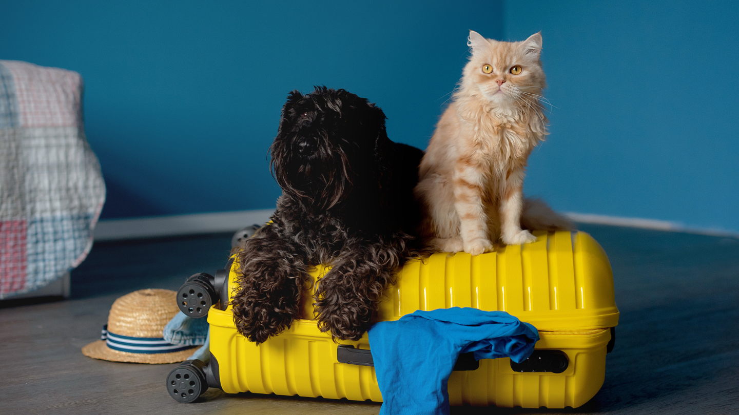 What 1,000 mistake are Aussie pet owners making?